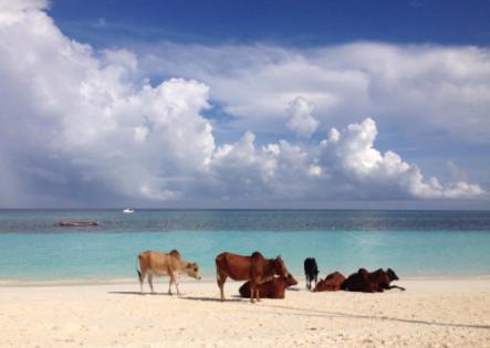 Ebony & Ivory Beach Bungalows Нунгви Экстерьер фото